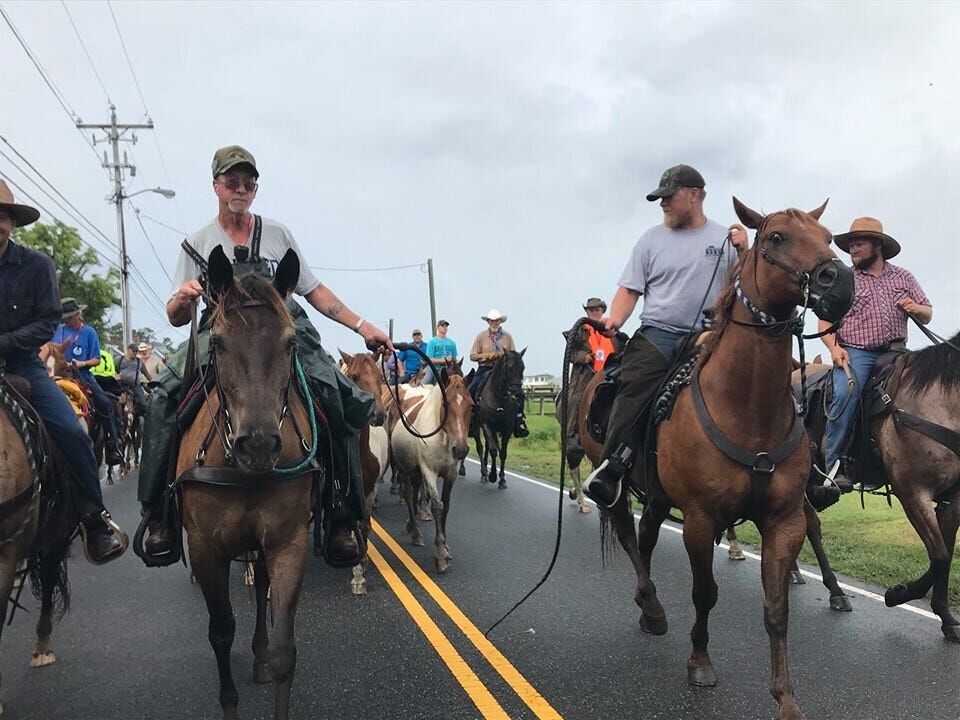 Photos: Chincoteague Pony Swim Through the Years
